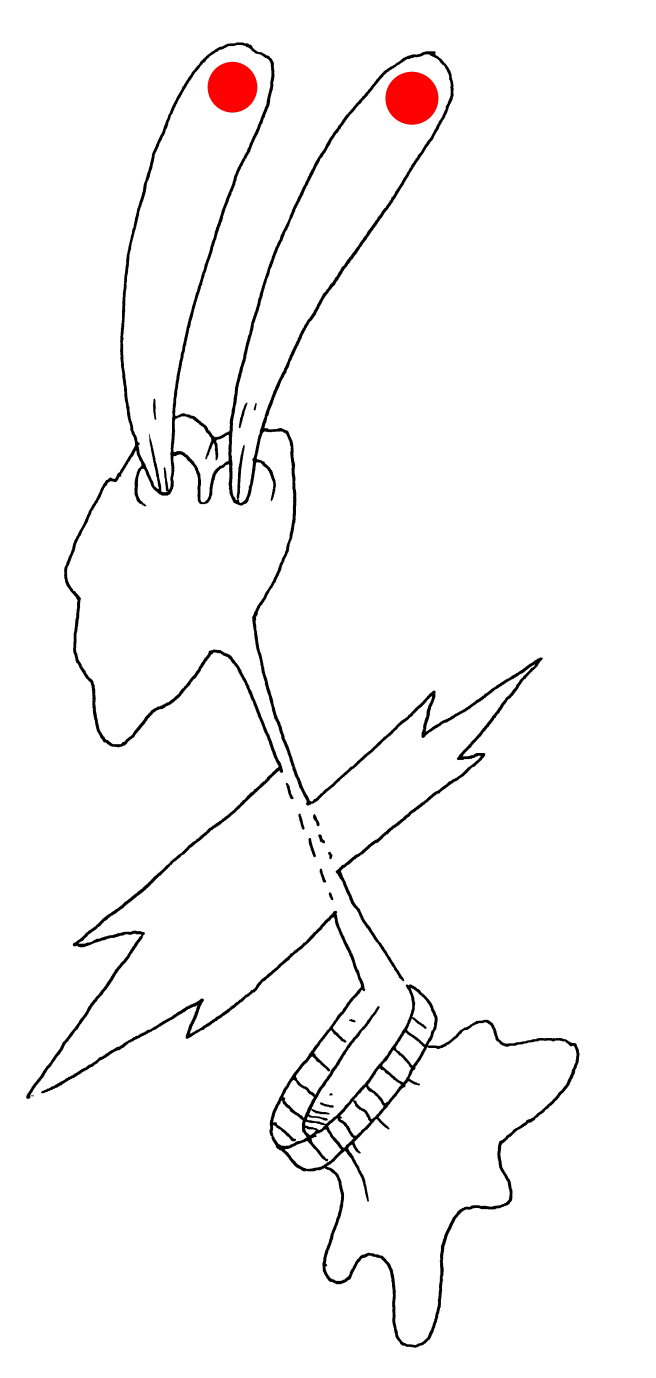 lapin