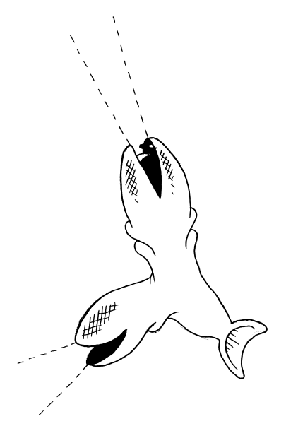 poissons