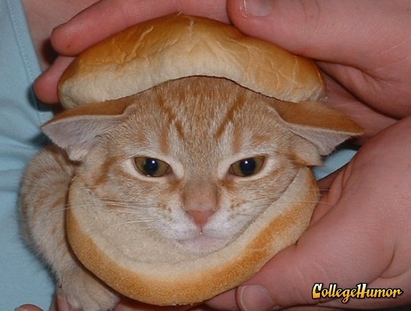 Cat-hamburger