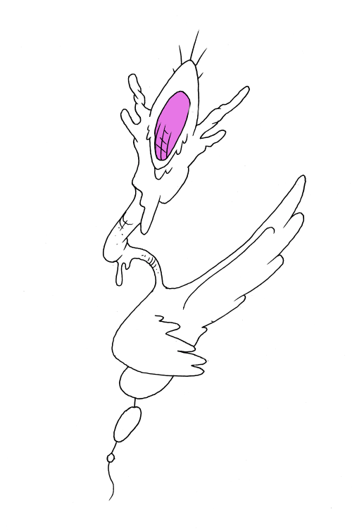 colibri